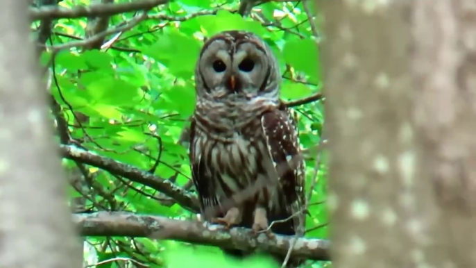 See Owls in Action: Watch Them Hunt in the Wild