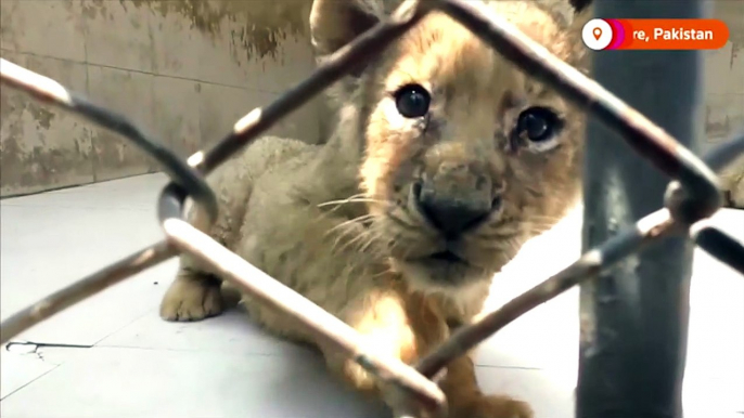 Lion Cubs in Lahore | African Lion Cubs in Pakistan | Lions Farming in Pakistan