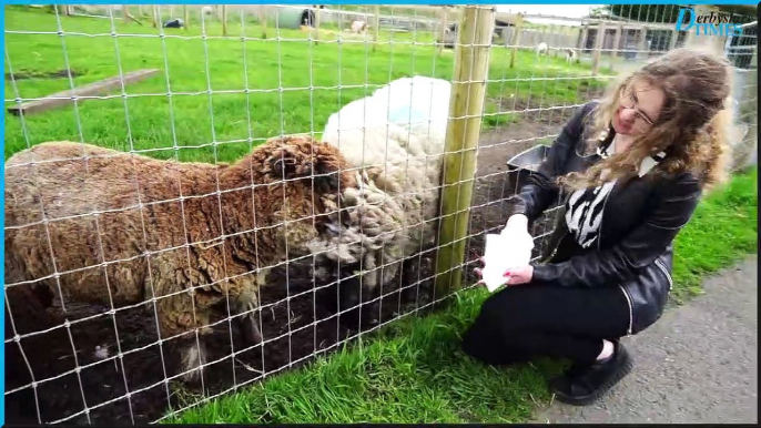 Derbyshire Times reporter Wiktoria Wrzyszcz was invited to Matlock farm park