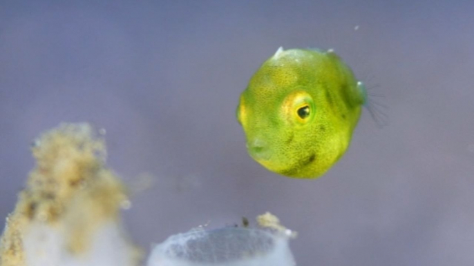 The vibrant green, pea-sized fish will make you fall head over fins in love with it