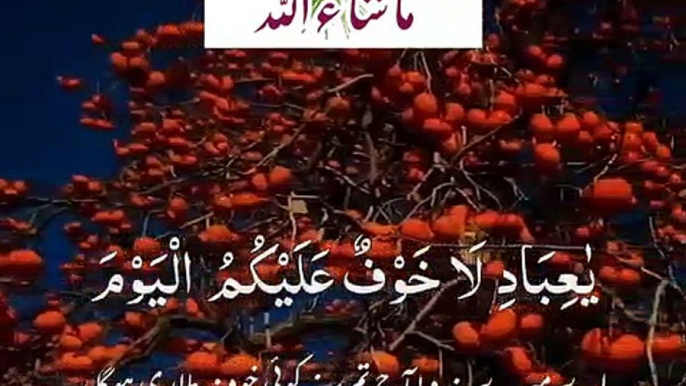 Islamic videos/ quran tilawat/ قرآن پاک کی تلاوت/ Deen ki baate