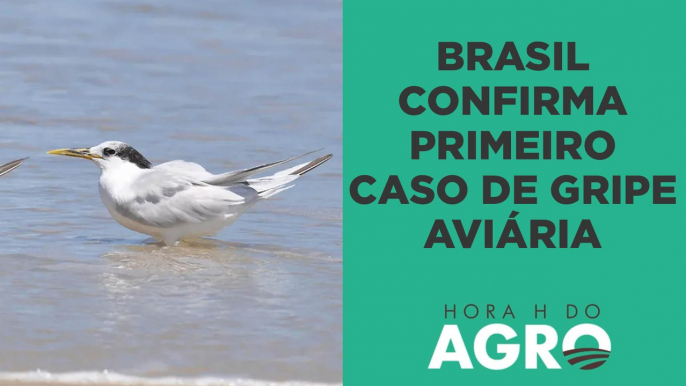 Gripe aviária: Primeiros casos em aves silvestres colocam o agro em alerta; entenda! | HORA H DO AGRO