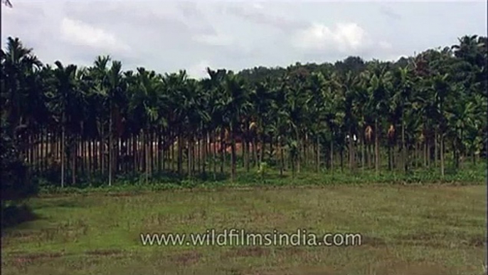 Vanilla plantation in India