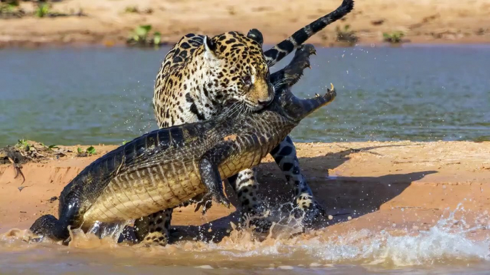 Meilleur combat Crocodile contre Buffle   Combats d’Animaux