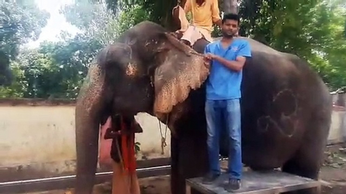 Female elephant took 20 liters of glucose, 8 liters of medicine