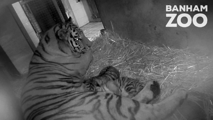 Endangered newborn tiger cub triplet dies at one week old after its father dies a month earlier - at the same zoo