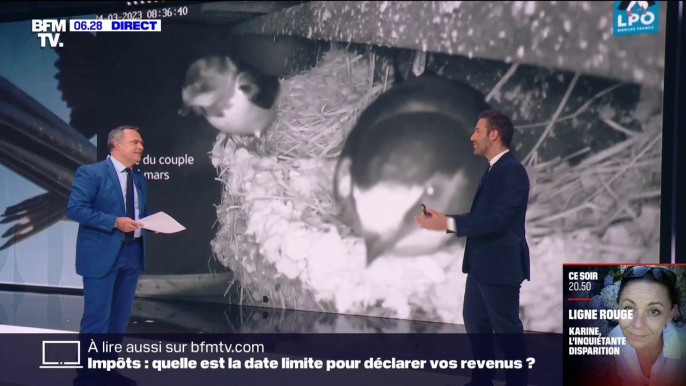 Météo des hirondelles: Matthieu Orphelin, directeur général de la LPO, dresse "un bilan très positif"