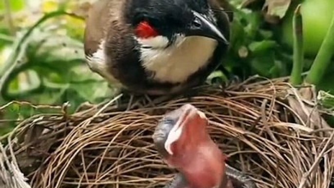 Food Stuck In The Throat Of Little Bird | Cute Pets |Animals Funny Moments | Birds Life