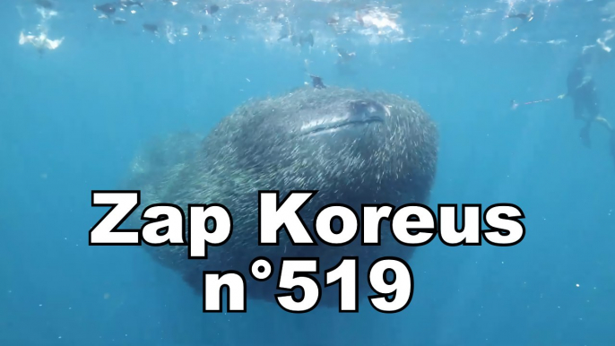 Zap Koreus n°519