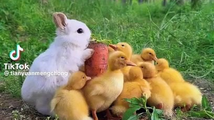 Rabbit fun with hen chicks