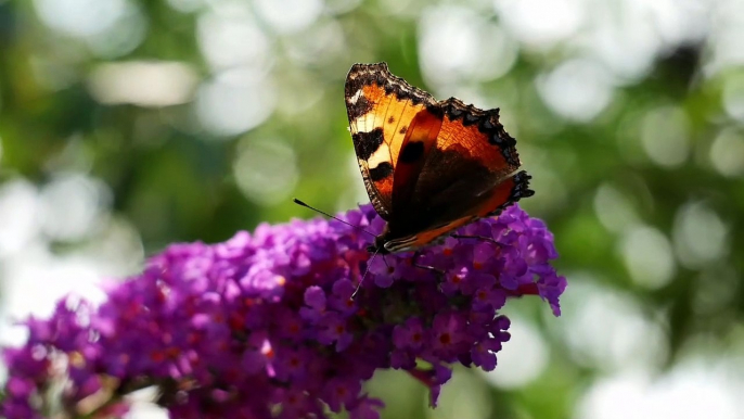 Butterfly | beautiful nature videography | 4K ULTRA HD Video