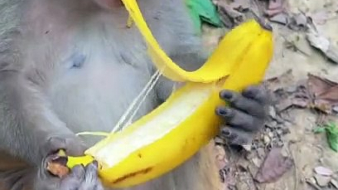 Monkey Eating Banana | Hungary Monkey | Animals Funny Moments | Cute Pets | Funny Animals #monkey