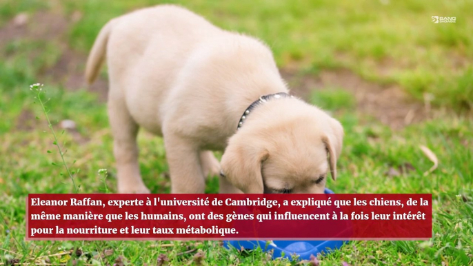 Les labradors sont génétiquement conçus pour avoir faim