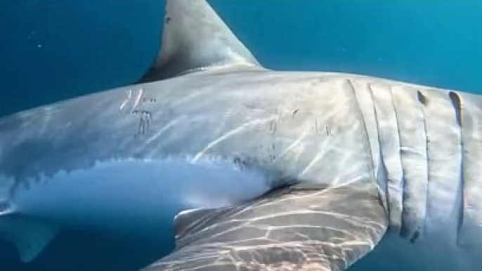 Great White Shark Comes Face-to-Face With Boaters Before Feasting on Whale Carcass