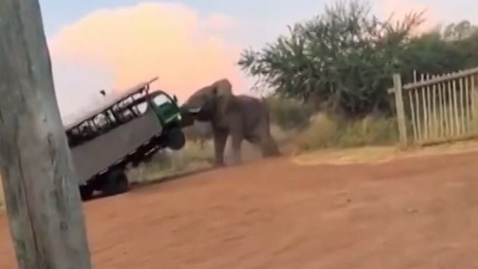 Bull Elephant Charges and Lifts Safari Truck Blocking His Path in Shocking Footage