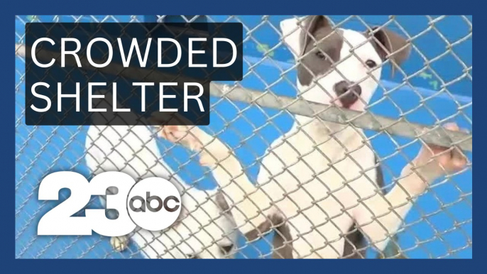 Kern County Animal Services overcrowded with pets