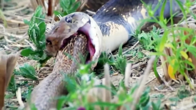 This Is Why the King Cobra Hates Other Snakes