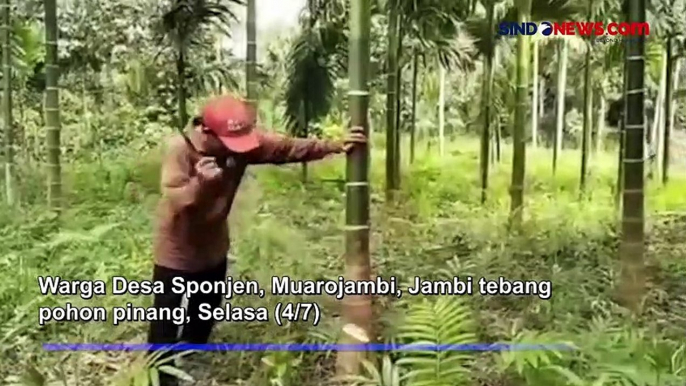 Petani di Muarojambi "Mengamuk" Babat Habis Pohon Pinang Gegara Harga Anjlok