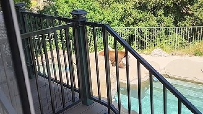 Bear Takes a Swim in Backyard Pool