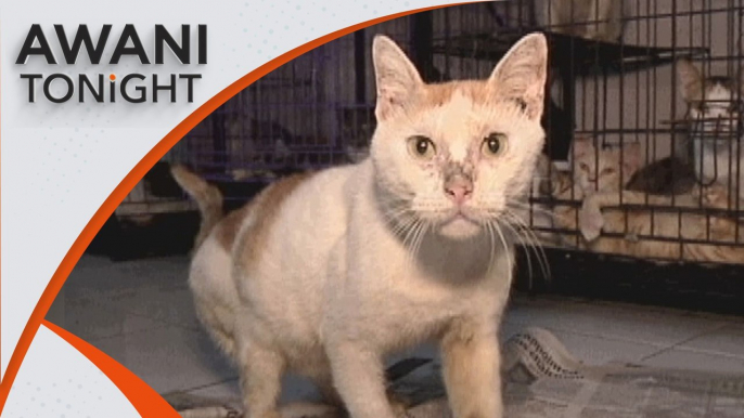 AWANI Tonight: S'gor plans to ban pet stores from selling dogs, cats