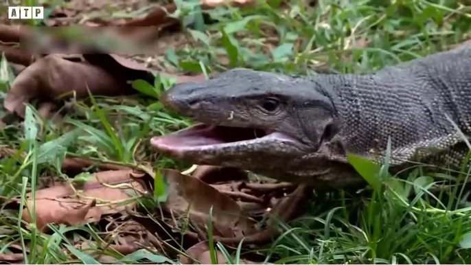 Cobra vs Monitor Lizard - Survival Battle   ATP Earth