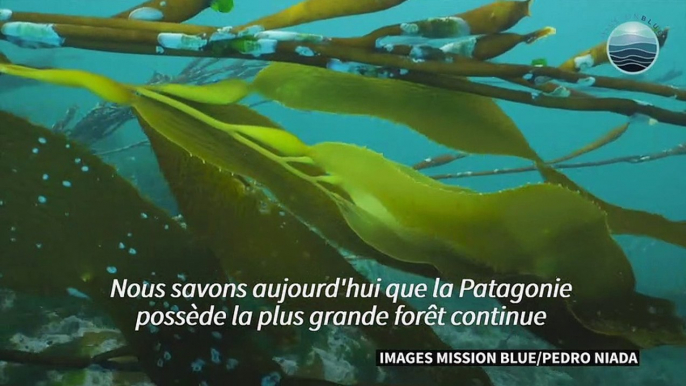 La Patagonie sous-marine, l'autre poumon vert de la planète à protéger