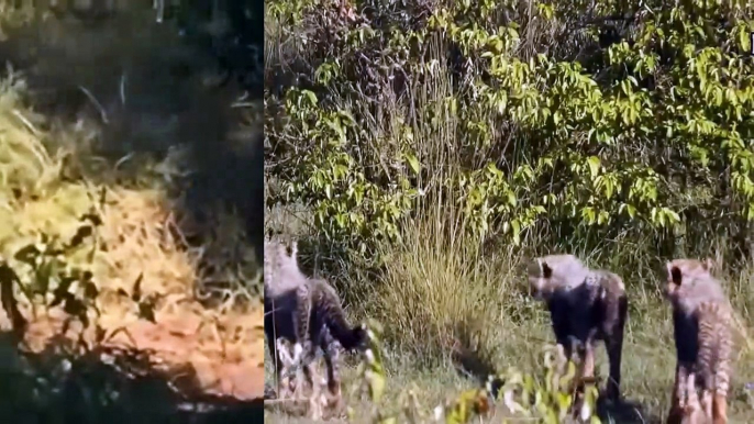 Gangster Monkeys! Aggressive Baboons Suddenly Appeared To Attack Leopard And Lion Just For Fun