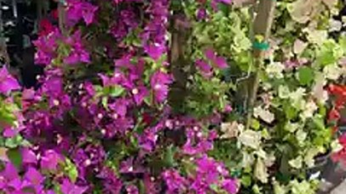 15 Seconds of Bougainvillea! #gardening #landscape #garden #landscaping #backyard #flowers