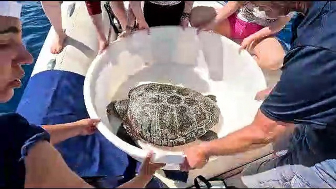Filicudi, altra tartaruga salvata dal centro diretto dalla biologa marina Monica Blasi