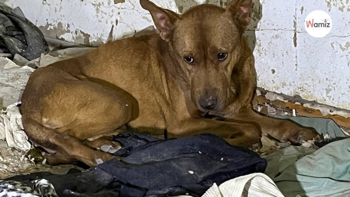 Un chien est trouvé dans un immeuble en ruine  une association fait son possible pour l’aider