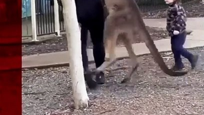 Tourist_fights_off_feisty_kangaroo_in_Australia._#Shorts_#Australia_#Kangaroo_#AnimalPark_#BBCNews