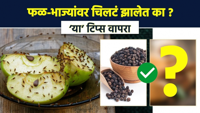 स्वयंपाक घरात कधीच चिलटं होणार नाहीत | How to Get Rid of Flies at Home | Kitchen Tips | RI3