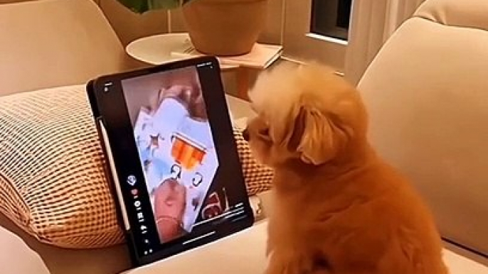 #funnypets   watch till the end  Follow for more - @funny.animals_1 #doglover #cuteanimals #animalslover #funnyanimals ##catlover #animals #funnyvideos  avel_2