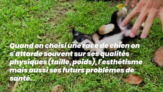 Voici les races de chiens qui sont vraiment les meilleurs amis de l’Homme