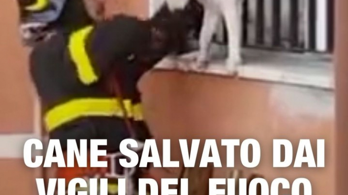 Alcuni pompieri hanno salvato un cane rimasto incastrato nella ringhiera: il video è commovente