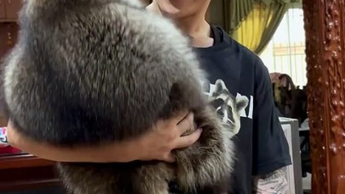 Guy Cuddles Big  Adorable Raccoon