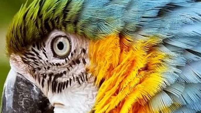 Parrot video