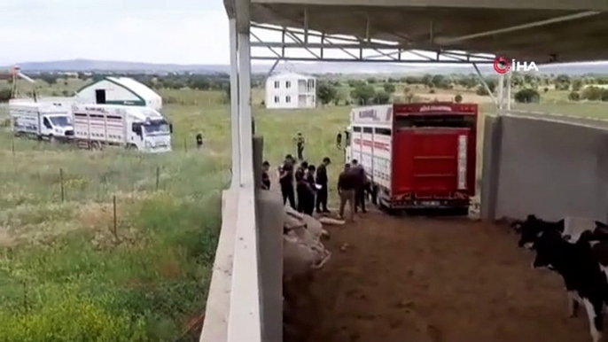 Un ouvrier agricole voulait faire un profit en volant 28 vaches pendant l'absence de son patron