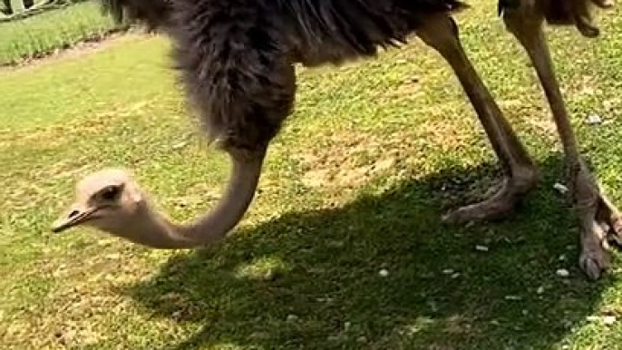 Ostrich Struts Its Stuff at Virginia Safari Park