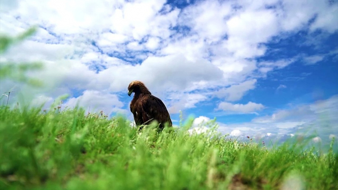 KÖNIGLICHER ADLER Seine stärksten Angriffe! NICHT ZU GLAUBEN #tiere #doku