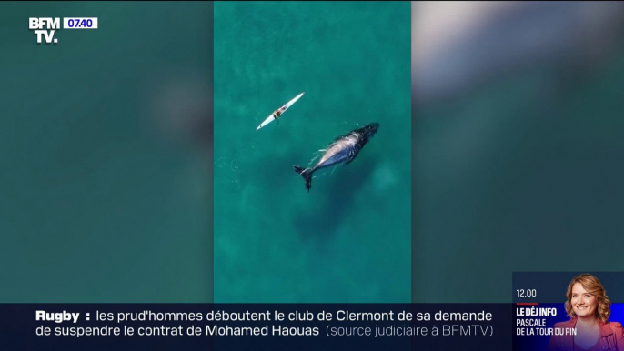 Une baleine suit un kayakiste sur trois kilomètres