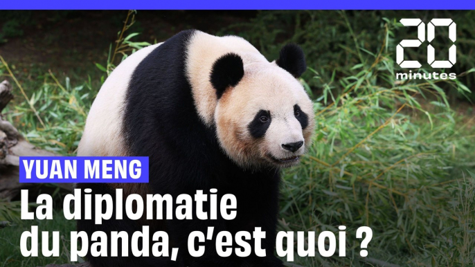 Départ du panda Yuan Meng en Chine : On vous explique la « diplomatie du panda »