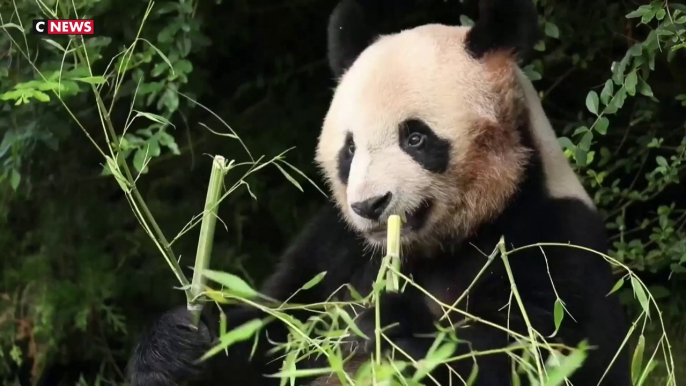 Le panda star Yuan Meng a quitté Beauval