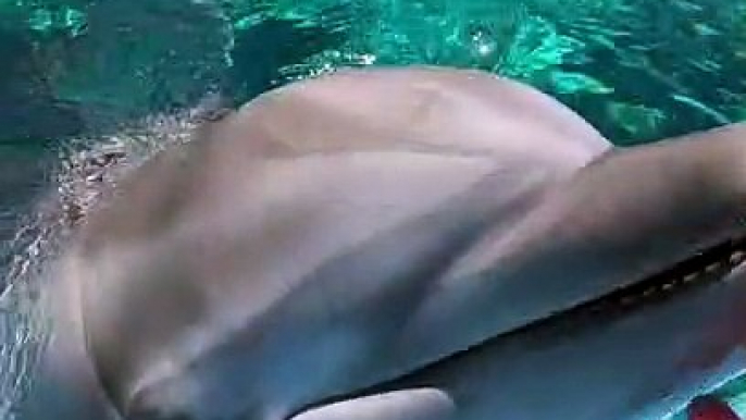 Dolphin Tickles And Giggles