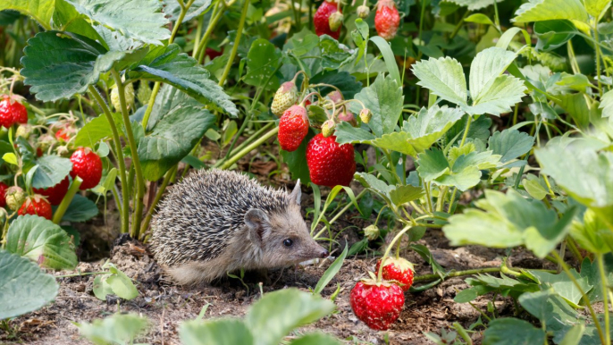 How to Turn Your Garden Into a Wildlife Habitat (It's Easier Than You Think)