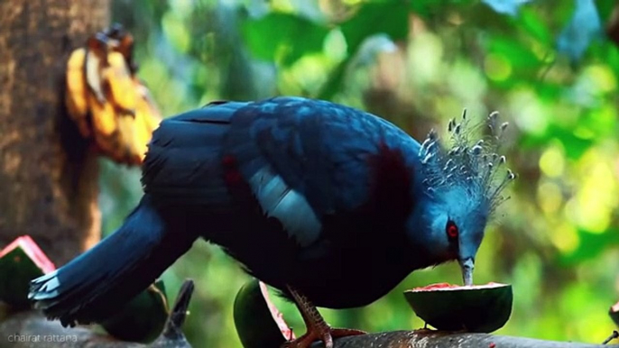 25 Beautiful Exotic Birds You Can Own as Pets