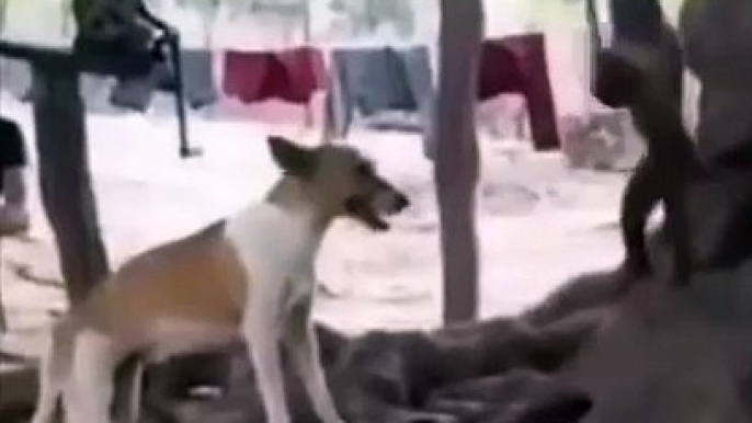 Mother Monkey Attacks 250 Dogs to Revenge Her Baby in India! Monkeys VS Dogs War! #shorts