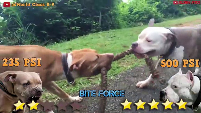 Pitbull VS Dogo Argentino - Dogo Argentino VS Pitbull - Blondi Foks