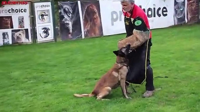 Best Belgian Malinois Training Ever (His name is Medox)