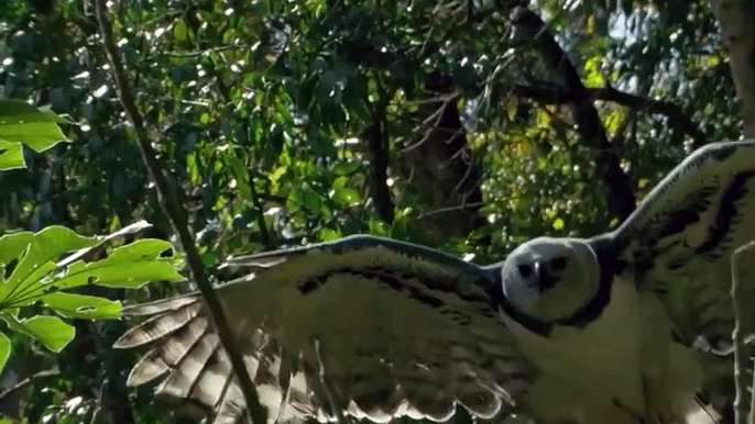 Eagle VS Grizzly Crazy Attack - Fatal mistake that caused the eagle to lose its baby